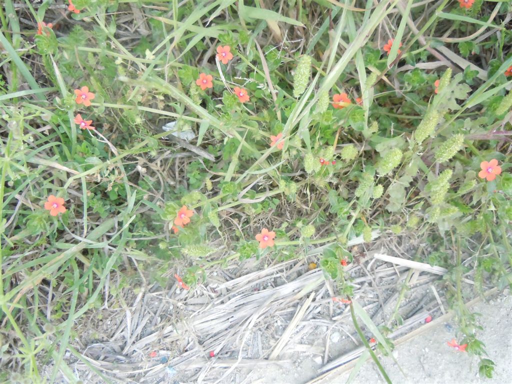 Lysimachia (=Anagallis) arvensis
